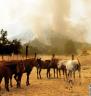 California Wildfires Endanger Horses